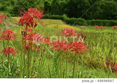 横瀬町寺坂棚田に咲くヒガンバナの花 68696667