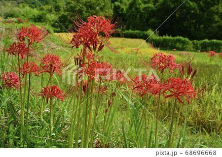 横瀬町寺坂棚田に咲くヒガンバナの花 68696668