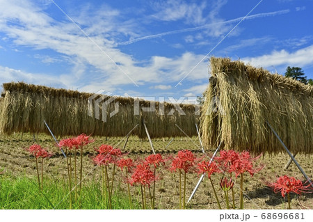 横瀬町寺坂棚田のハザに架かる稲にヒガンバナの花と青空の写真素材