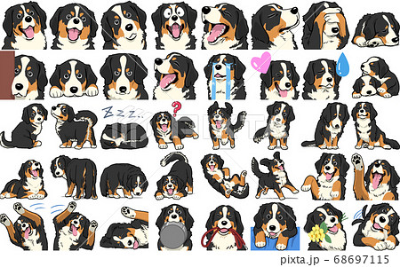 Bernese Mountain Dog Facial Expressions Stock Illustration