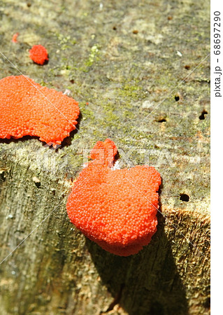 変型菌の一種 赤い小さなつぶつぶの菌 縦長の写真 変型菌の一種 赤い小さなつぶつぶの菌 縦長の写真 68697290