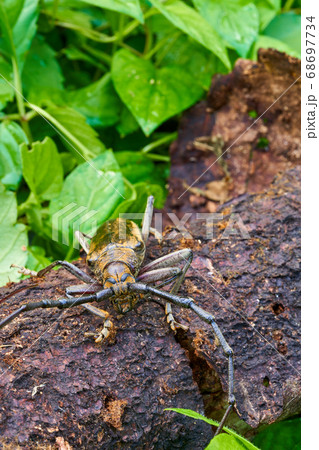 迫力ある大きなカミキリムシがいました。 68697734