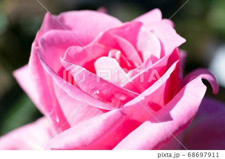 ピンクのバラの花 ピンクのバラの花 68697911