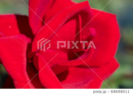 赤いバラの花 68698011