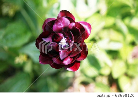 チューリップ ブラックヒーローの花の写真素材