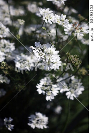 ハーブ オルレアの白い花の写真素材