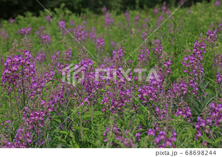 ヤナギラン 68698244