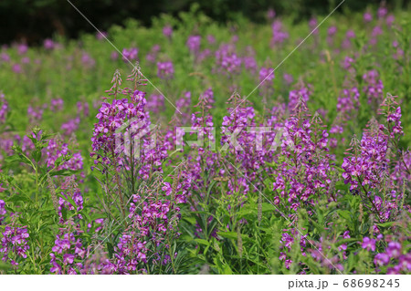 ヤナギラン 68698245