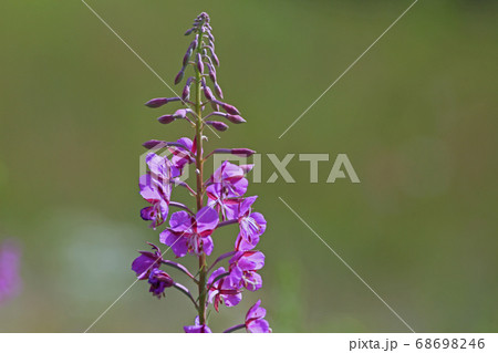 ヤナギラン 68698246