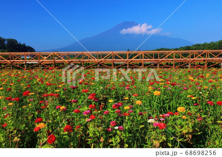 富士山と百日草 富士山と百日草 68698256