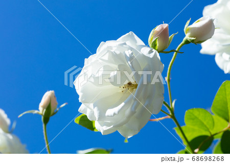 白いバラの花 68698268