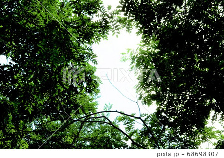 緑の森のコントラスト 68698307