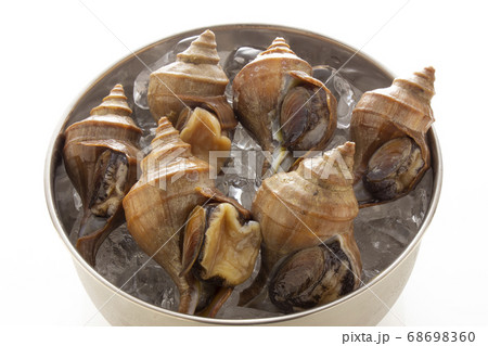 新鮮なつぶ、蝦夷ボラ貝 新鮮なつぶ、蝦夷ボラ貝 68698360
