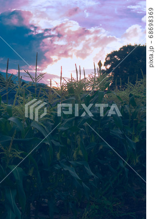 モロコシ畑の夕暮れ 68698369