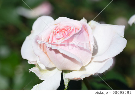 ピンクのバラの花 ピンクのバラの花 68698393