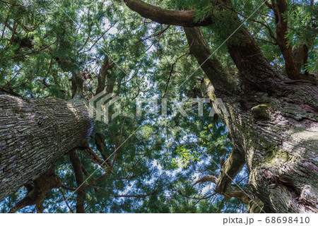 下から見上げた杉の巨木 68698410