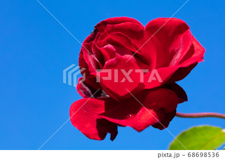 赤いバラの花 68698536