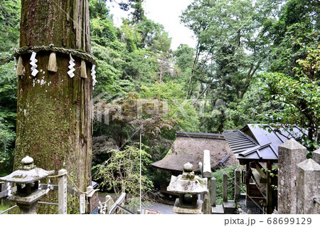 京都鞍馬寺の神木 京都鞍馬寺の神木 68699129