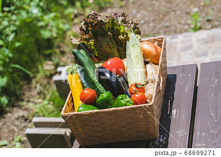 野菜　収穫 68699271