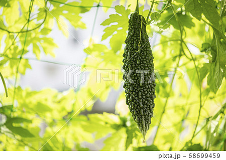 ゴーヤと緑のカーテン 68699459