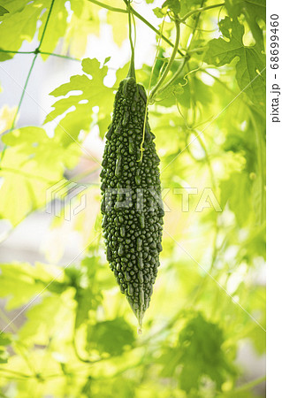 ゴーヤと緑のカーテン 68699460