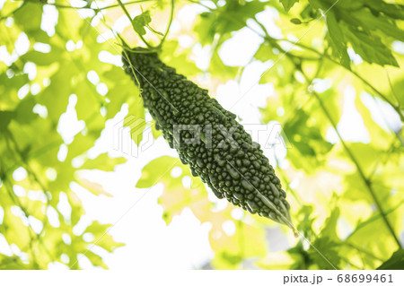 ゴーヤと緑のカーテン 68699461