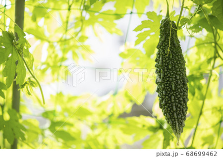 ゴーヤと緑のカーテン 68699462