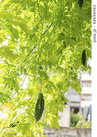 ゴーヤと緑のカーテン 68699465