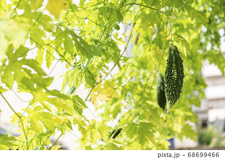 ゴーヤと緑のカーテン 68699466