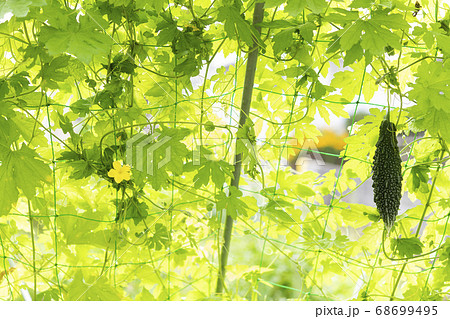 ゴーヤと緑のカーテン 68699495