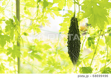 ゴーヤと緑のカーテン 68699496
