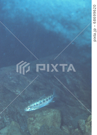 渓流を泳ぐアマゴ 渓流を泳ぐアマゴ 68699620