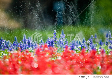 ラベンターの花畑の風景です。鮮やかな色合いを背景にどうぞ。 ラベンターの花畑の風景です。鮮やかな色合いを背景にどうぞ。 68699788