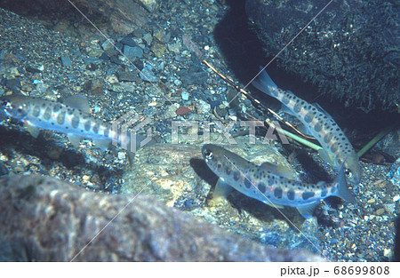 渓流のアマゴの縄張り争いの写真素材