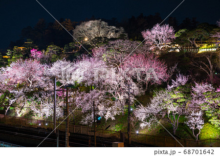 偕楽園 水戸の梅まつり ライトアップ外観夜景 （茨城県水戸市） 2019年3月 68701642