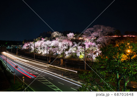 偕楽園・水戸の梅まつりライトアップと街並み夜景(茨城県水戸市)2019年3月 偕楽園・水戸の梅まつりライトアップと街並み夜景(茨城県水戸市)2019年3月 68701648