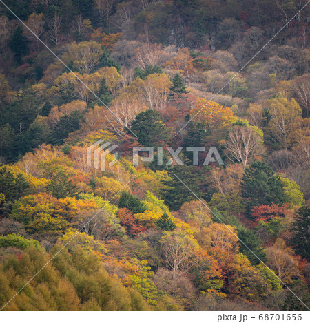 美ヶ原の紅葉の写真素材