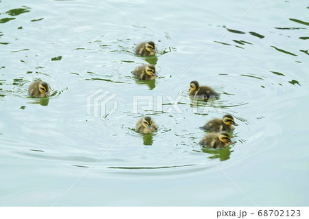 カルガモのヒナ 68702123