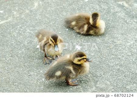 カルガモのヒナ 68702124