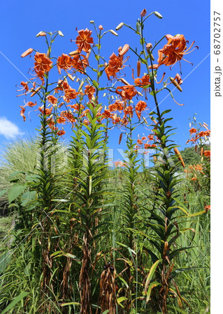 真夏の高原に咲く、オレンジの花　オニユリ 68702757