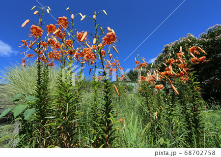真夏の高原に咲く、オレンジの花　オニユリ 68702758