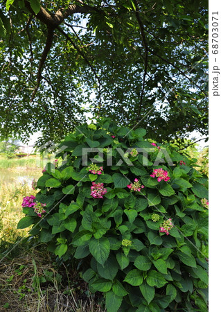 埼玉県元荒川の河川敷に咲くアジサイの赤い花の写真素材