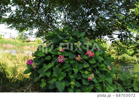 埼玉県元荒川の河川敷に咲くアジサイの赤い花 68703072