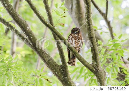 アオバズク 68703169