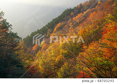 紅葉したナメゴ谷（奈良県吉野郡上北山村） 68703243