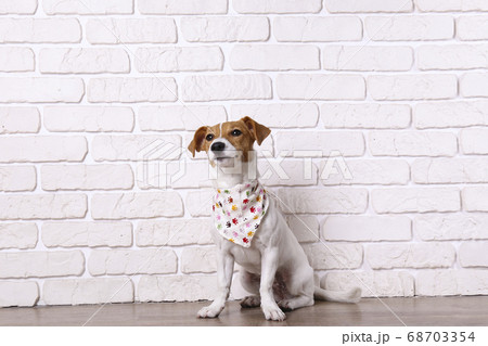Curious Jack Russell Terrier puppy looking at the 68703354