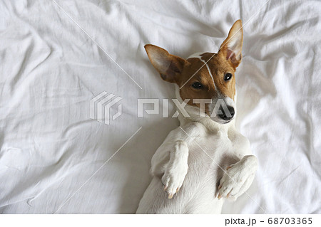 Small breed dog lying in the owner's bed with 68703365