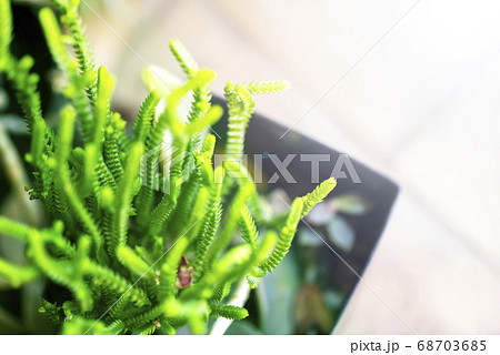 多肉植物 若緑とコピースペースの写真素材