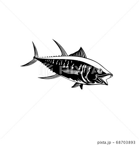 Yellowfin Tuna Thunnus Albacares or Ahi Swimming Yellowfin Tuna Thunnus Albacares or Ahi Swimming 68703893