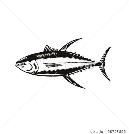Yellowfin Tuna or Thunnus Albacares Swimming Side 68703896